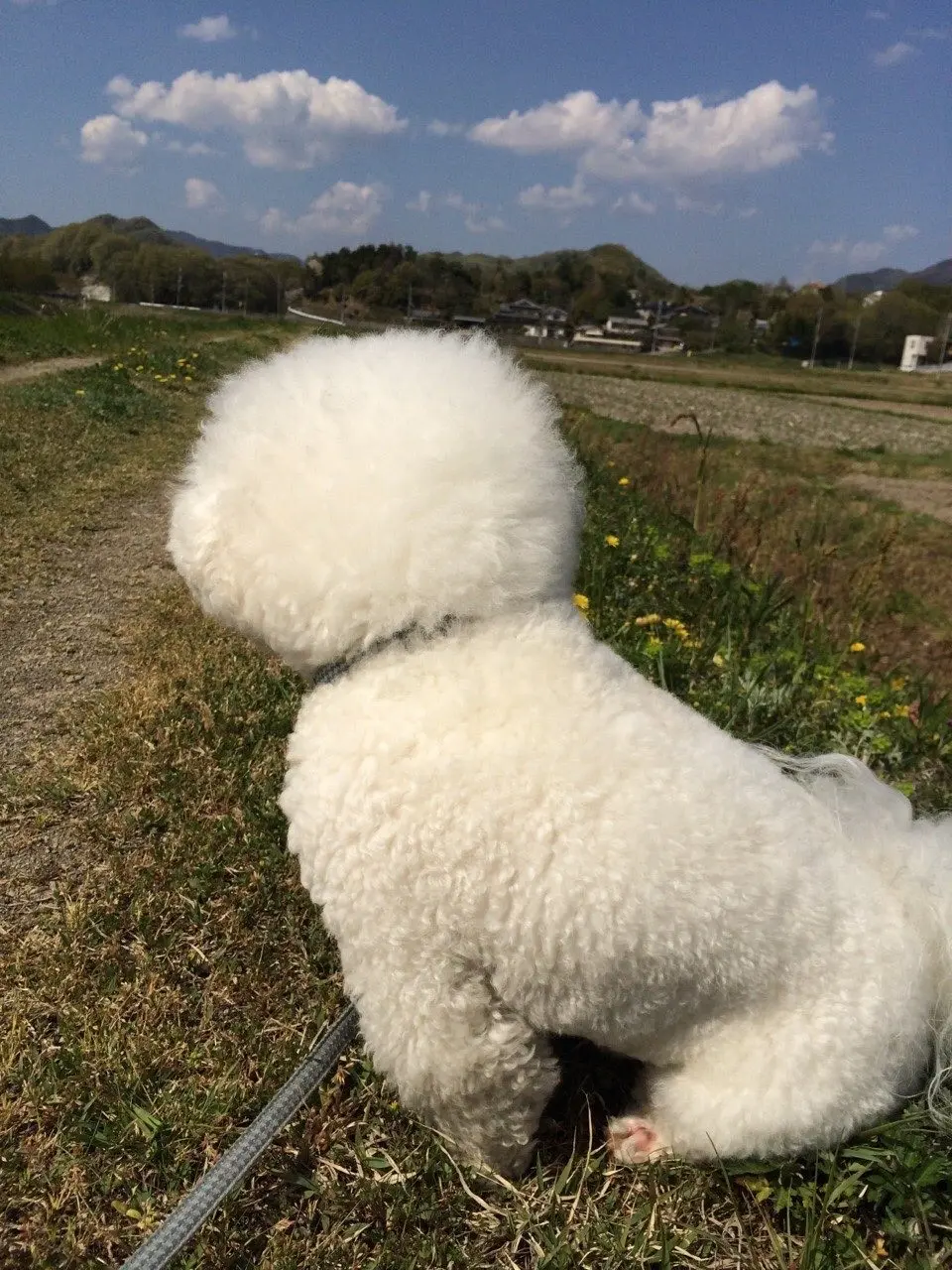 憧れの“メリケン花嫁”に!